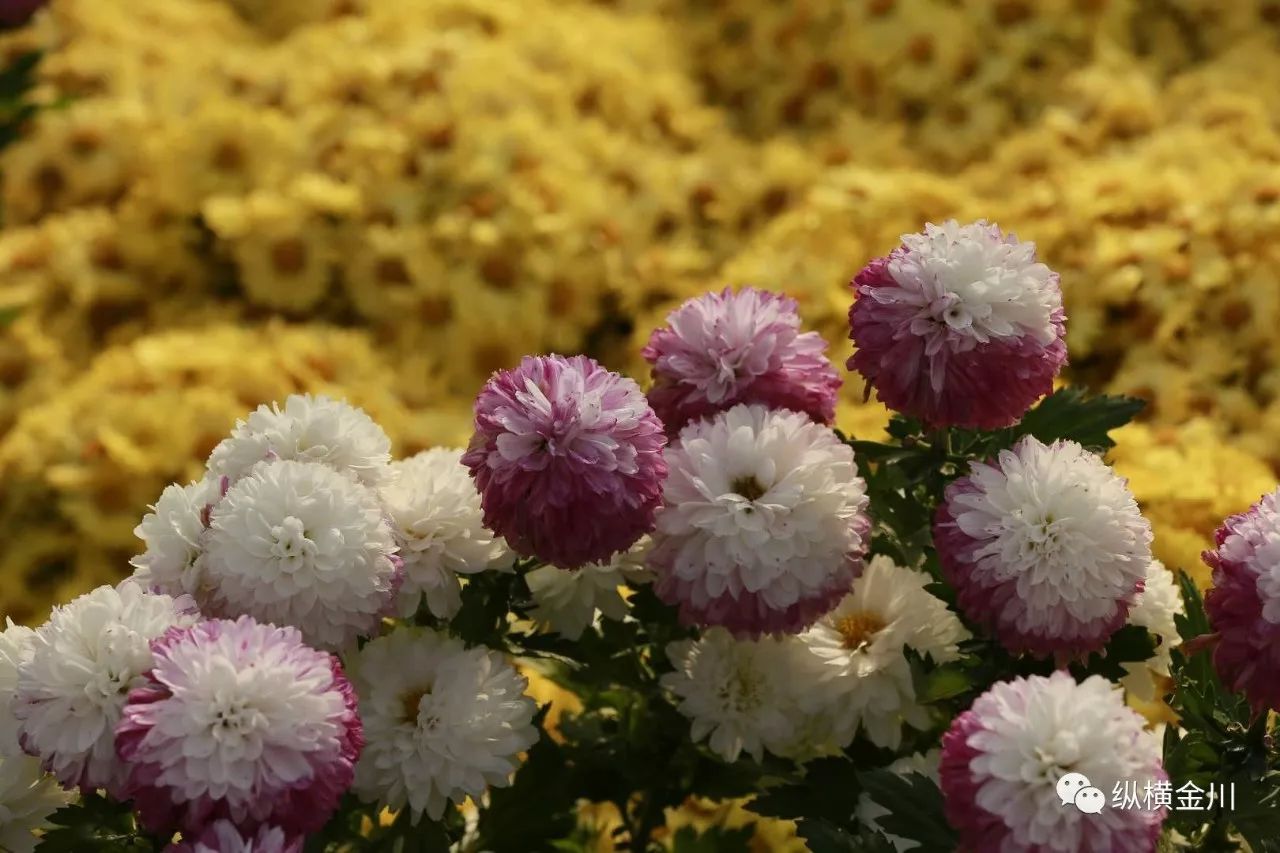 百菊苑种植各类菊花13500平方米,引进金皇后,墨王,麦浪,粉荷花