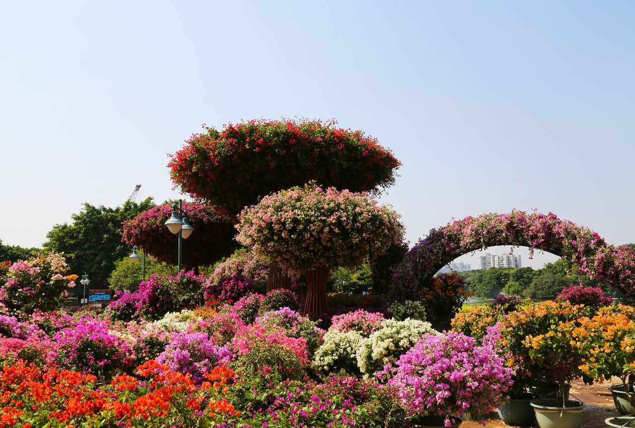 秋61花61绚广州市首届簕杜鹃花展亮相流花湖公园