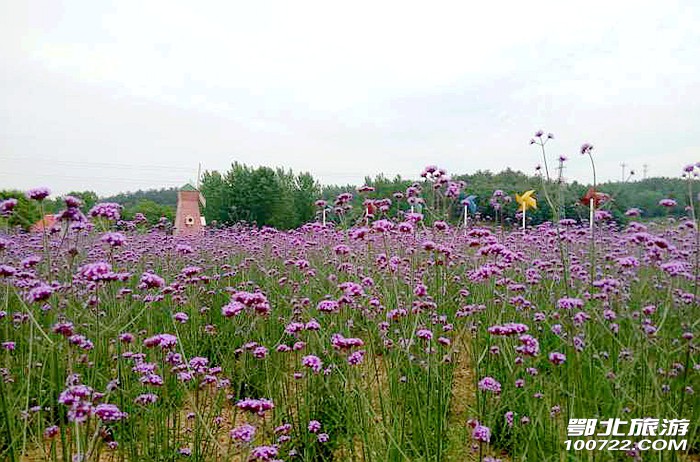 随州市何店镇花都四季花海