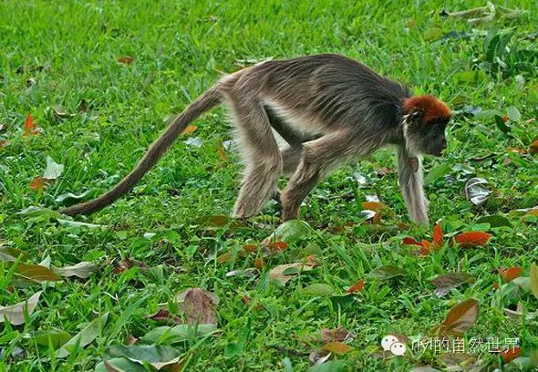 rlyl物种说今日塔那河红疣猴easternredcolobus