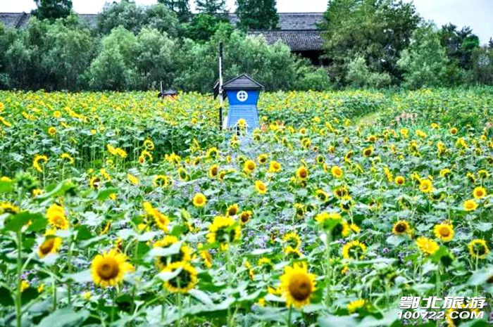 随州市何店镇花都四季花海