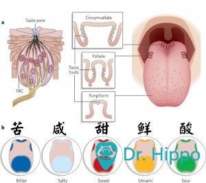 舌苔清洁不当会伤害味蕾在舌头表面密集分布着许多小的突起.