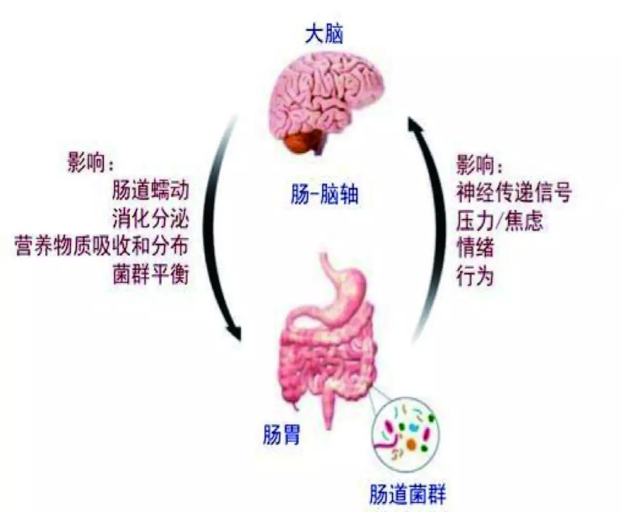 2,肠道有益菌可以降低黏膜炎症反应 研究发现,肠易激综合症患者肠