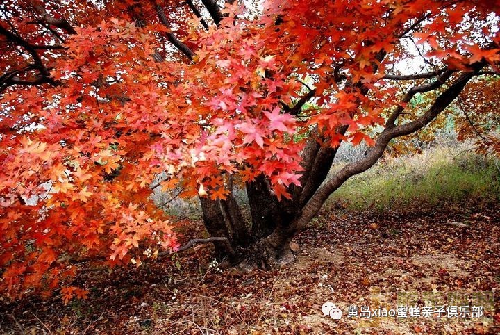 金秋季节,层树尽染,漫山红遍.