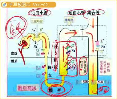 (2)作用部位及机制:作用于肾小管髓袢升支粗段髓质部和皮质部,干扰na