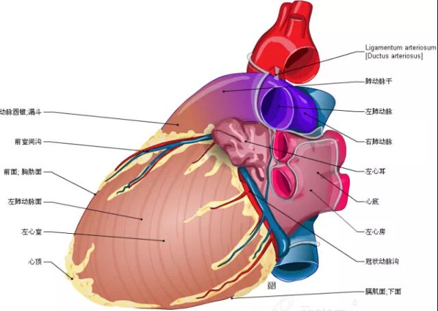 【珍藏】这组心脏解剖图,太赞了!