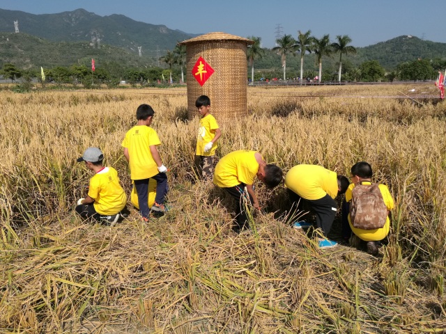 割稻谷,打稻谷活动亮点娜娜老师扫一扫添加详情请咨询详情可咨询娜娜