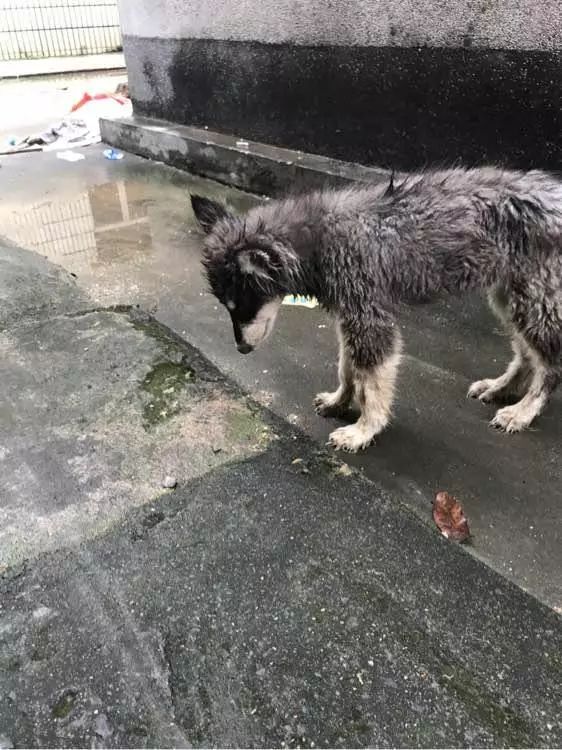 经常喂食公司外的流浪狗被经理骂,姑娘决定淋雨将狗带