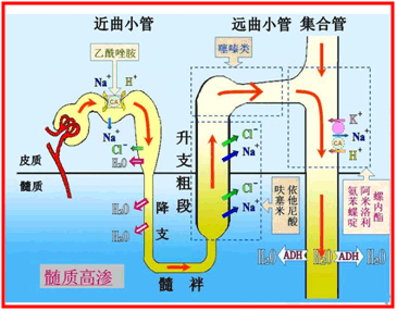 药理学丨利尿药和脱水药