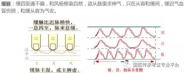 疾脉结脉芤脉牢脉濡脉弱脉散脉涩脉实脉实脉类数脉(学中医加微信tcm