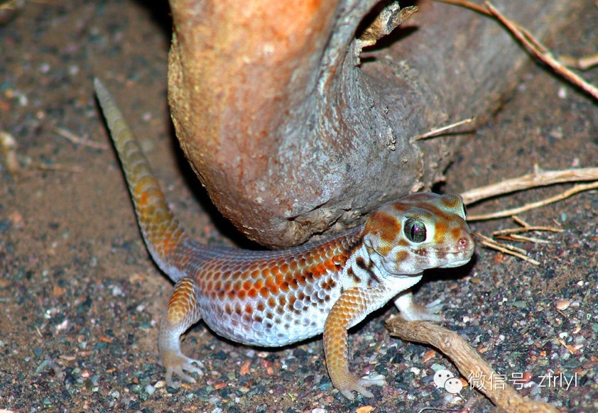 【rlyl物种说】今日--伊犁沙虎 (common wonder gecko)