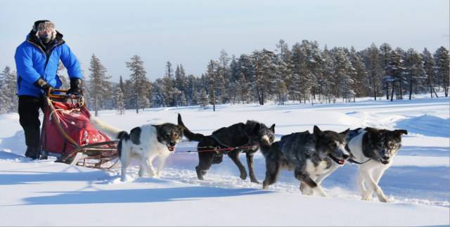 dog sledding – 专属的哈士奇雪橇队,没有别的主人,只有你.