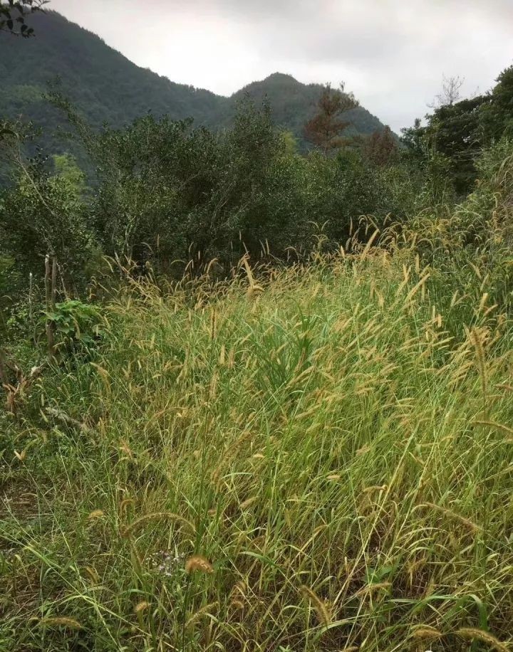 是谁生于山野,盛于杯盏