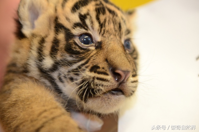 镜头下罕见的猛兽童年照凶狠的猛兽小时候竟然意外地萌呢