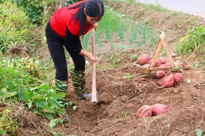 1,挖红薯总监1名