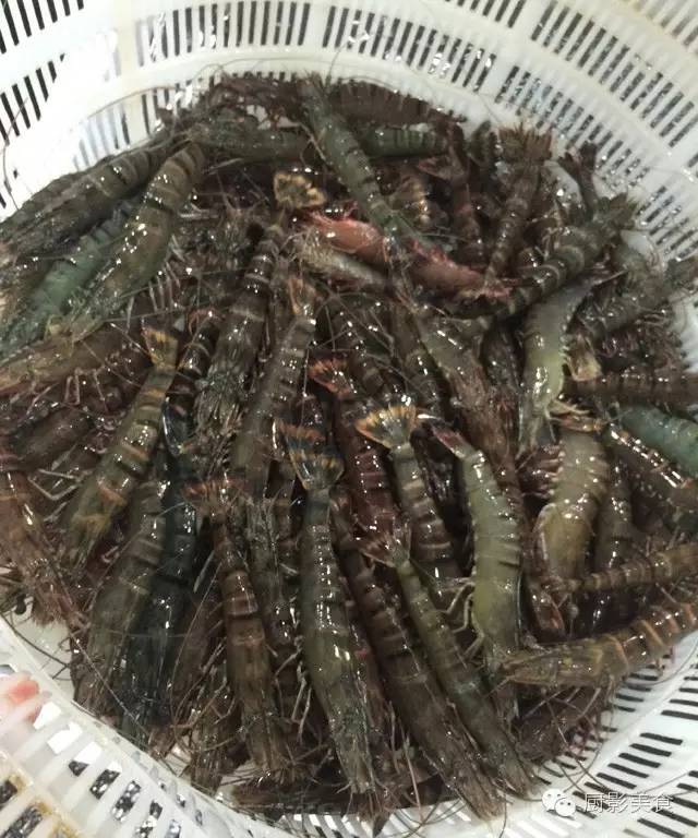 美食 正文  草虾,又称黑壳虾,属对虾科.