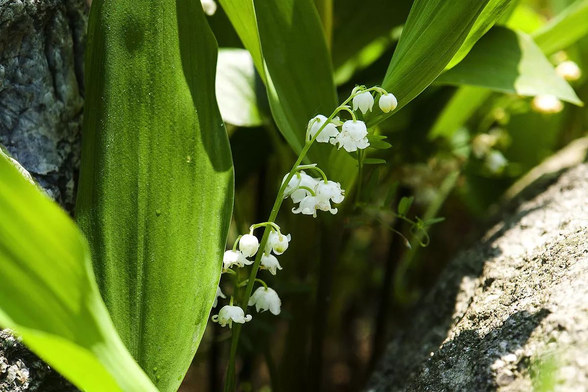 org大花铃兰(c. majalis var.