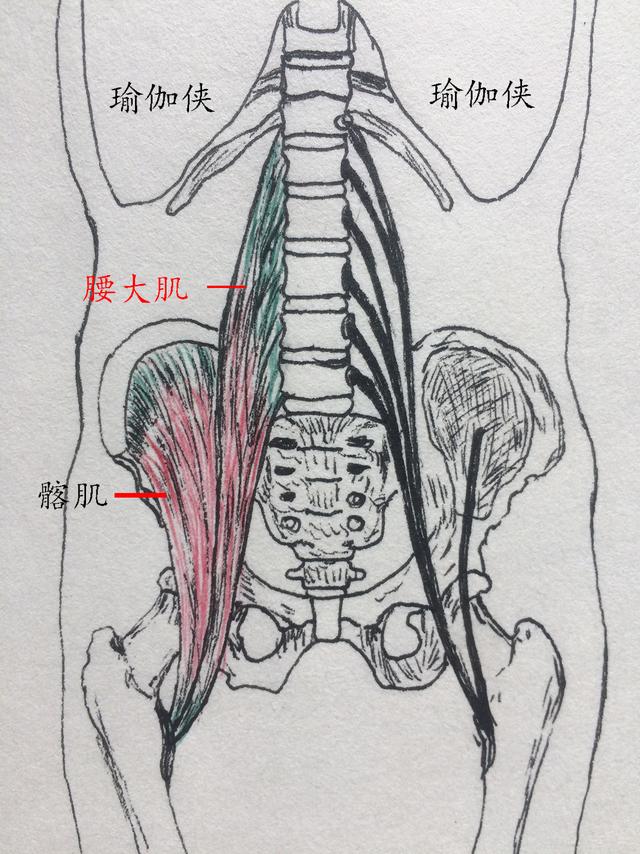 髂腰肌在瑜伽体式中的应用