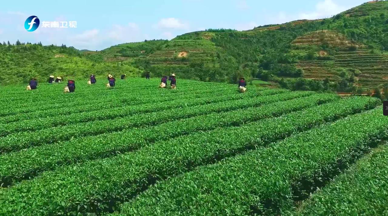 财经 正文  福建省是多茶类产区,有一千多年的茶文化历史,是乌龙茶图片