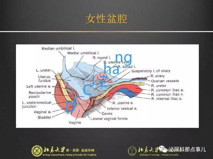 张崔建|腹腔镜下尿路解剖&膀胱根治性切除 扩大淋巴