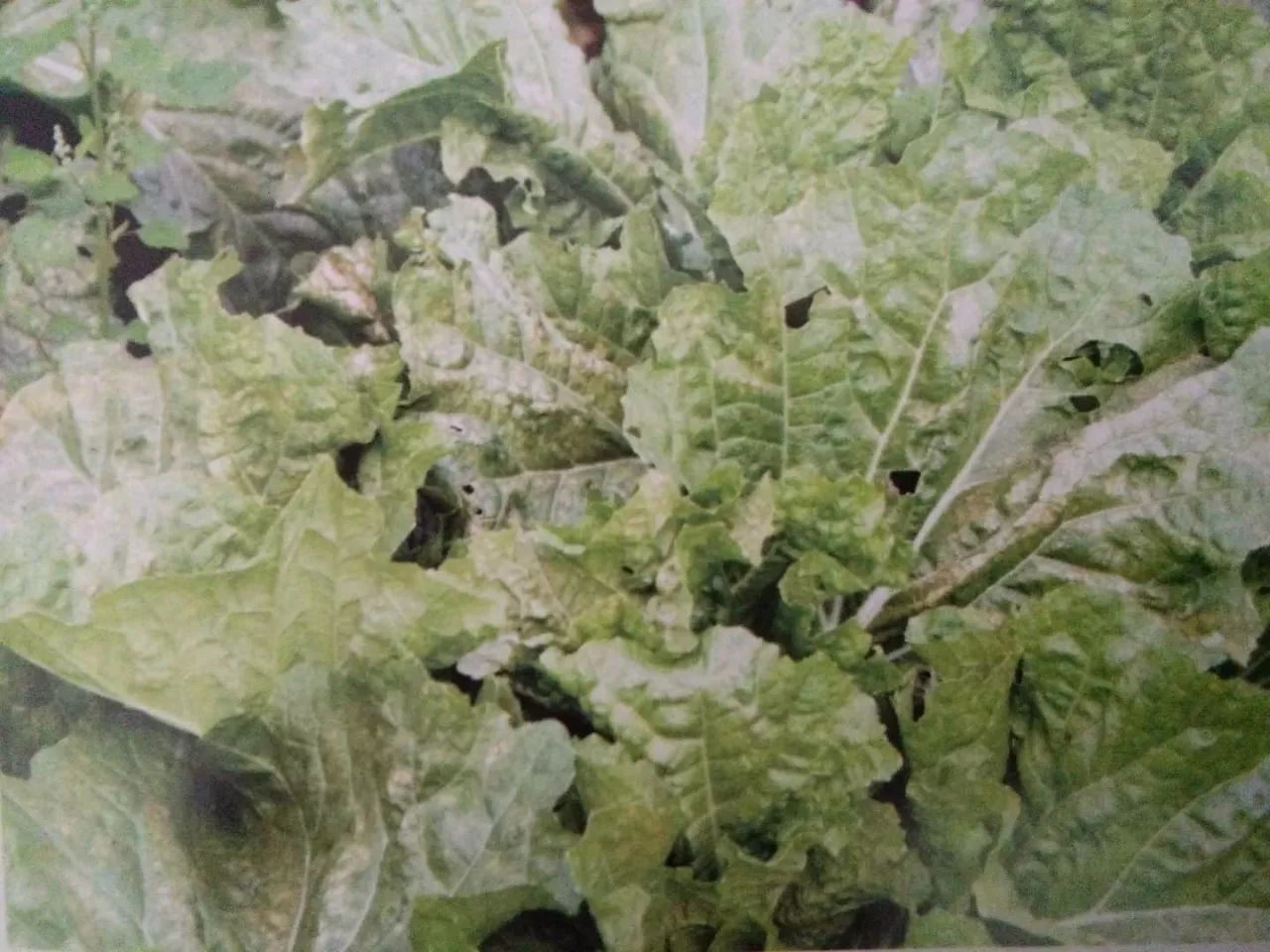 大白菜软腐病-蔬菜病虫实-图片