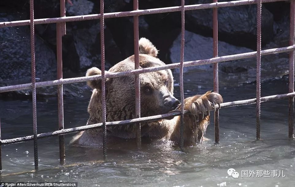 餐馆将棕熊囚禁供食客观赏 其中两只被关十年终被救