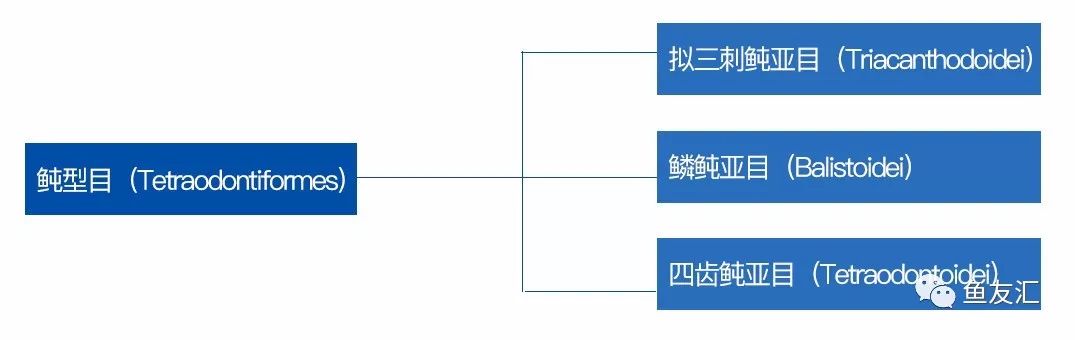 准确掌握鱼种分类—思维导图(下)