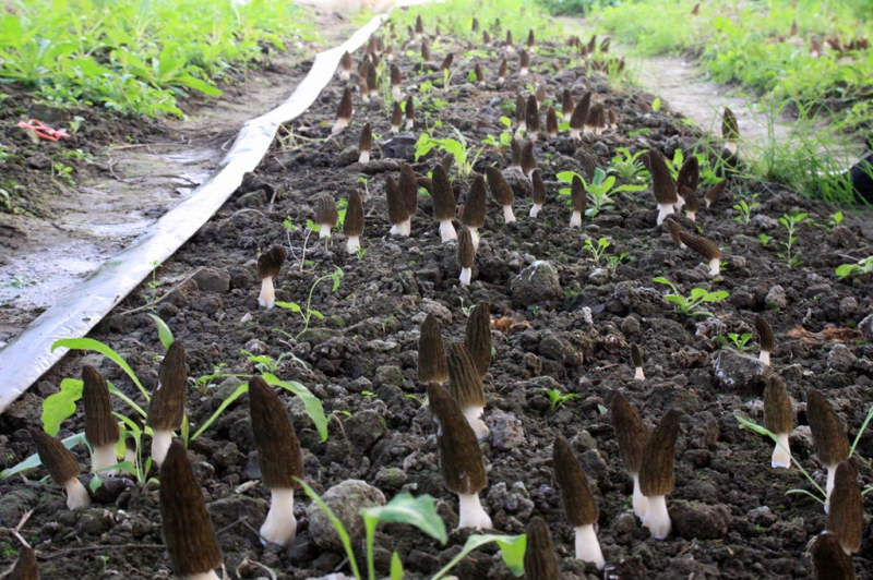 羊肚菌无基料栽培技术方法