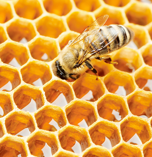 【动脑筋爷爷】蜜蜂有强迫症吗?为啥把家建成六边形?