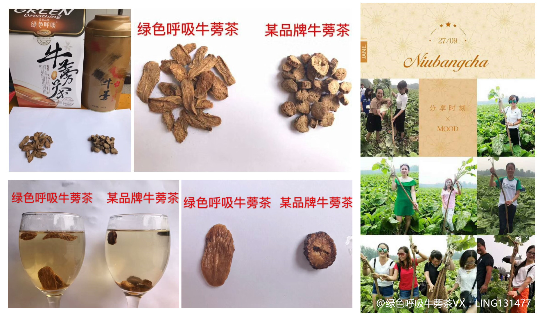 绿色呼吸牛蒡茶的作用是什么?绿色呼吸牛蒡茶可以降血脂吗