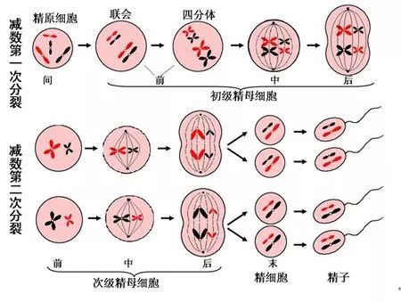 1分钟课堂 丨 高一数学 减数分裂