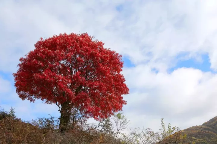 惊艳至极!川西这颗网红树连《新华社》都关注,美得让人窒息!
