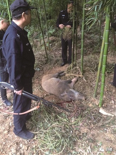 社会 正文  10月28日下午5点不到,正在鸣翠桃源小区边上小山坡种地的