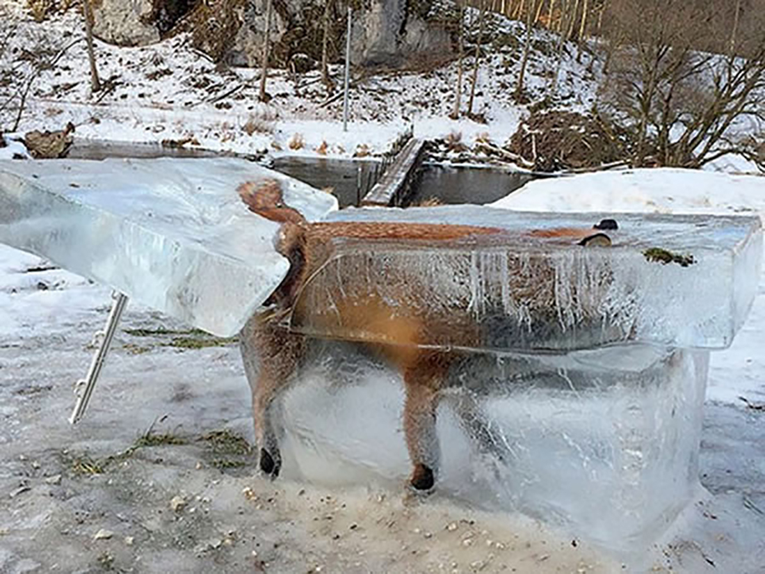 令人难以置信的动物冰冻照片美国的最惊讶震撼日本的最有争议