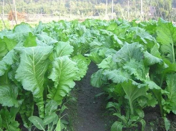 盐菜干 秋末冬初 菜园里的芥菜抽了苔 它拇指粗细,顶带花蕾 形如秋萄