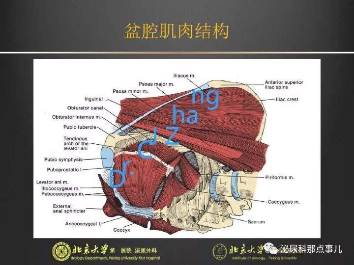 张崔建腹腔镜下尿路解剖膀胱根治性切除扩大淋巴清扫