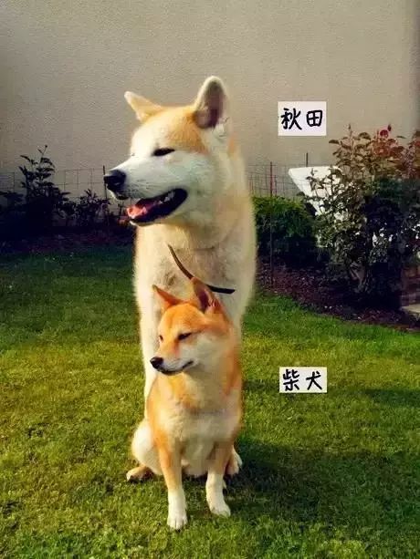秋田犬和柴犬外型最明显的不同,就是体型的大小了!