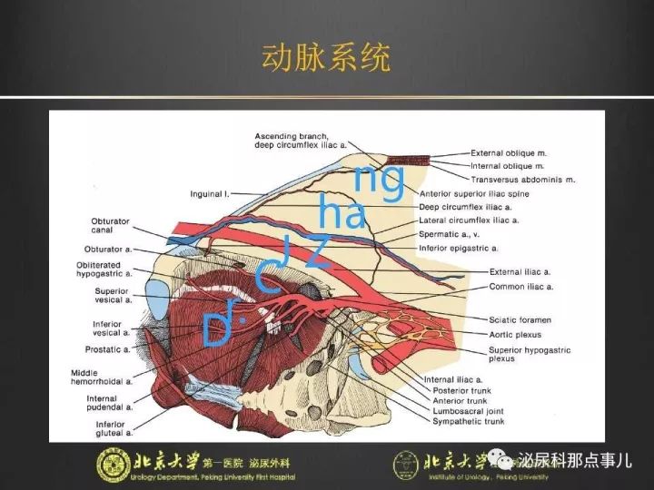 张崔建|腹腔镜下尿路解剖&膀胱根治性切除 扩大淋巴