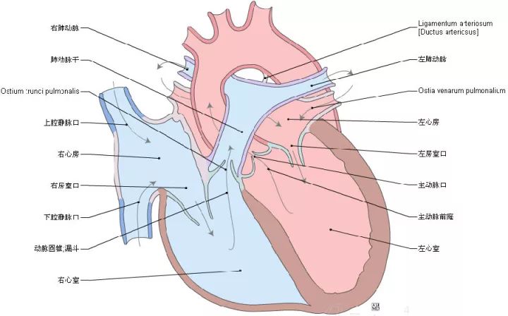 【珍藏】这组心脏解剖图,太赞了!