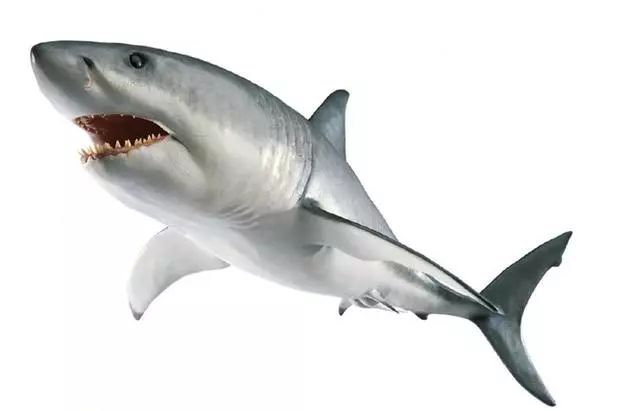 鲨鱼发描写