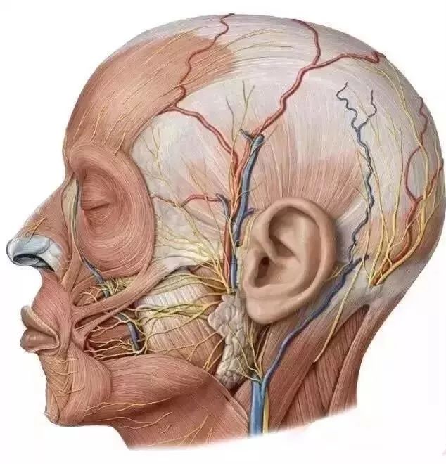【微整干货】面部血管经脉分布,注射安全区域划分
