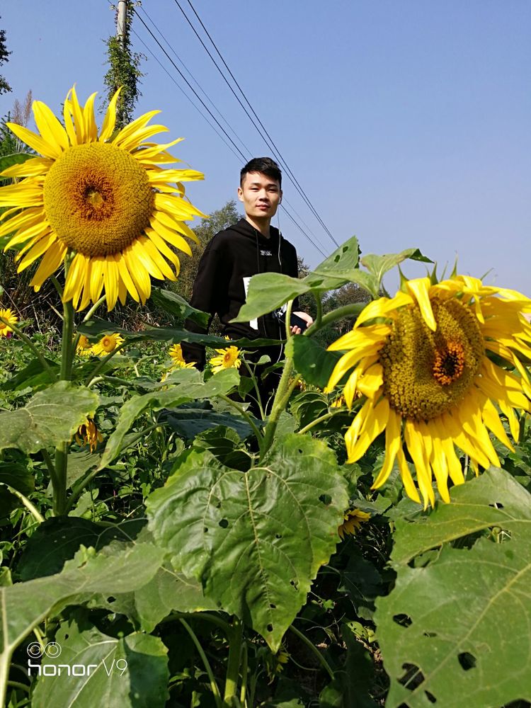 人口布盘花_人口普查(3)