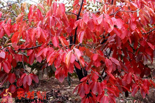 柿叶红 秋意浓—大荔段家垣满山柿叶烂漫惹人醉