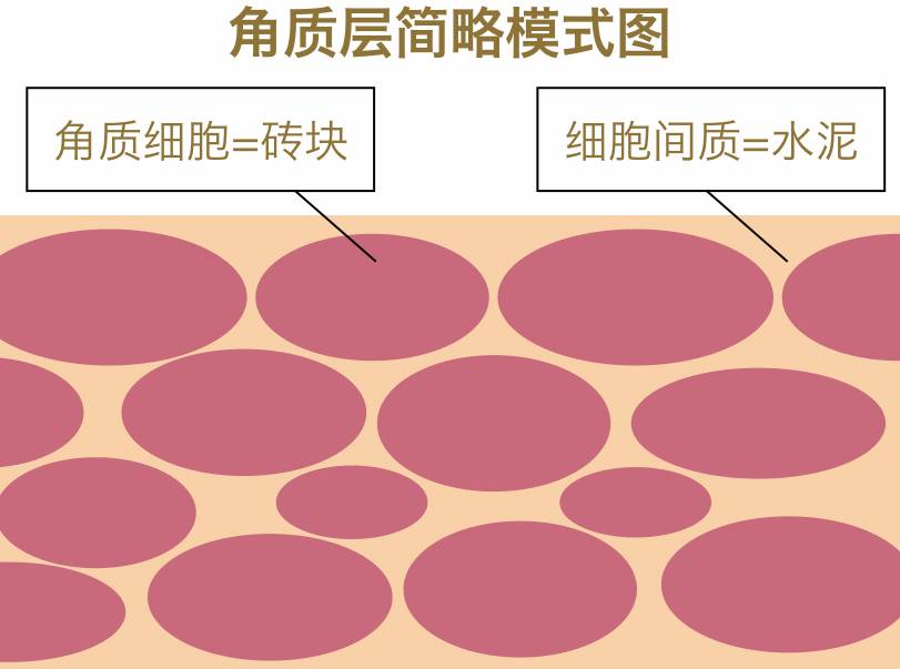 大家经常说角质层的「砖墙结构」,结构脂质就是砖之间的水泥的主要