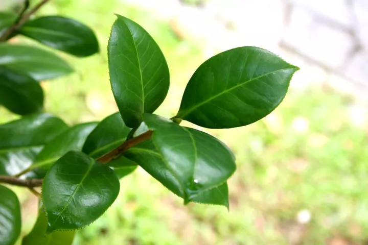 茶梅,山茶和云南山茶的辨识区别