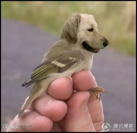 马头鸟鹰头鱼鸟头狗狗头青蛙青蛙鳄鱼猴头狗狗头鹦鹉猪头青蛙鳄鱼鸟