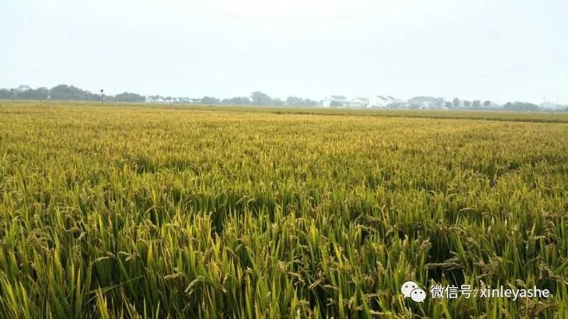 回顾l喜看稻菽千重浪