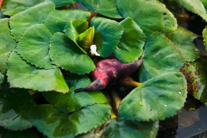 水八仙芡实菱湖面飘石榴水中落花生尝一口水灵灵的江南