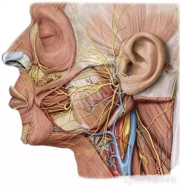 【微整干货】面部血管经脉分布,注射安全区域划分