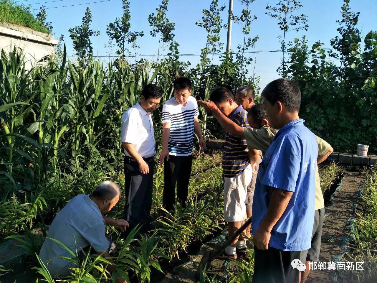 在冀南新区花官营乡路庄村的生姜试验田,生姜喜获丰收,村民们正忙着